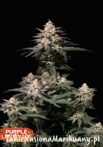 Purple Lemonade FF.png