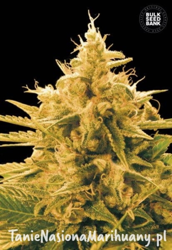 855a2bb8dad29afe1a4bbdcfb92bdc24