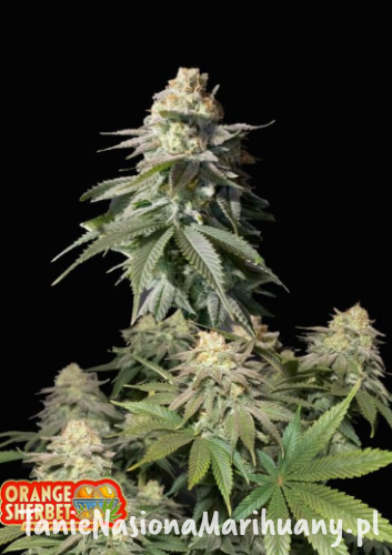 Orange Sherbet FF.png