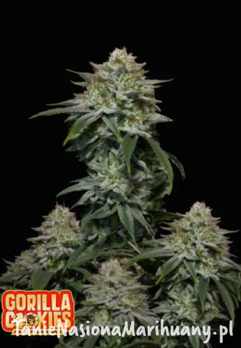 Gorilla Cookies FF.png