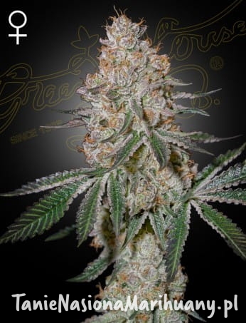 HighCloudZ.jpg (1).jpg