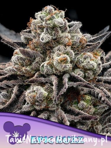 Epic-Buzz-600x800-1 (1).jpg