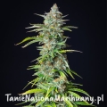 northern-light-automatic-bud.jpg