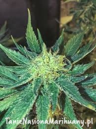 858d0d1e8539bfd9787aa700f6eba3f8