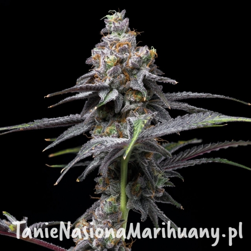 Animal-Cake-x-Hollywood-cookies-seeds-web-16.jpg