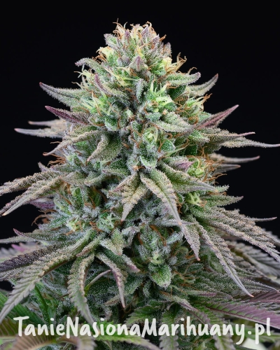 cherry-cooks-Forum-Cut-Cookies-x-Cherry-Pie-x-Purple-Planet.jpg