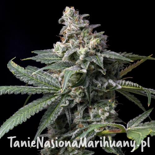 GMO-x-Hollywood-cookies-seeds-web-21.webp