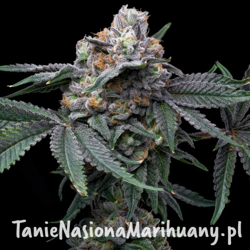 Mango-Z-x-Hollywood-cookies-seeds-web-7.webp