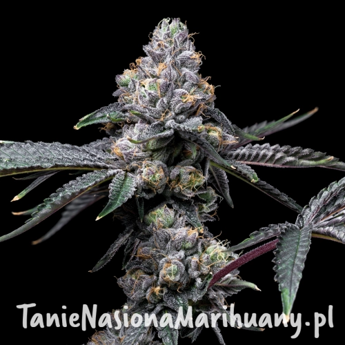 Sunset-Sherb-x-Hollywood-cookies-seeds-web-13.webp