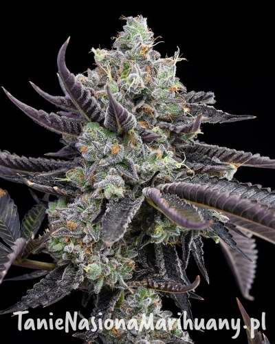 Tie-Die-Jealousy-x-Sunset-Sherbet.jpg