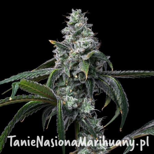 UK-Cheese-x-Hollywood-cookies-seeds-web-18.jpg