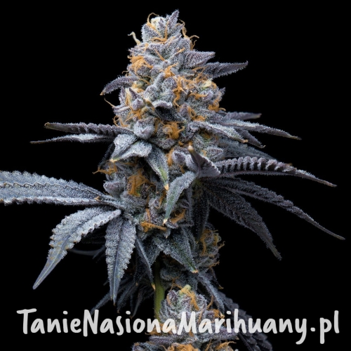 Trop-Cookies-x-Hollywood-cookies-seeds-web-4.jpg