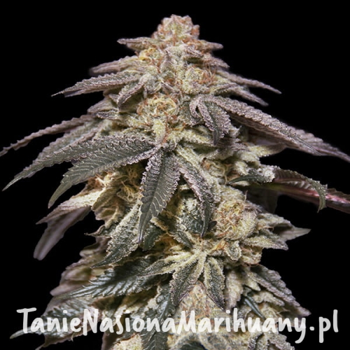 Auto-Apple-Bananas-25-u-fem-00-Seeds.jpg