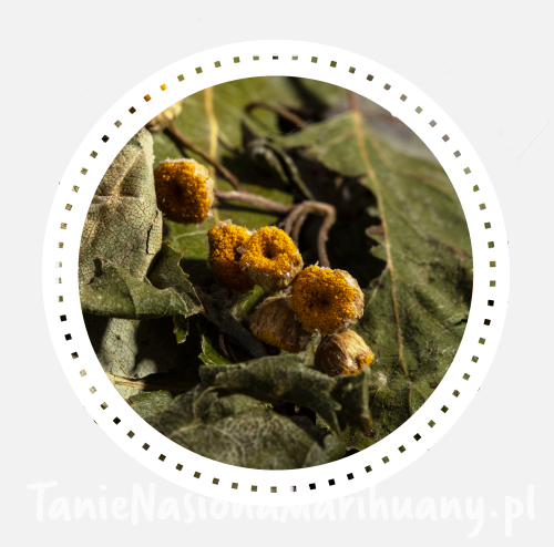 8638e7dba0043e16f7c53446e8010783