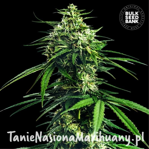 CBD-Indica_King-800x800.jpg