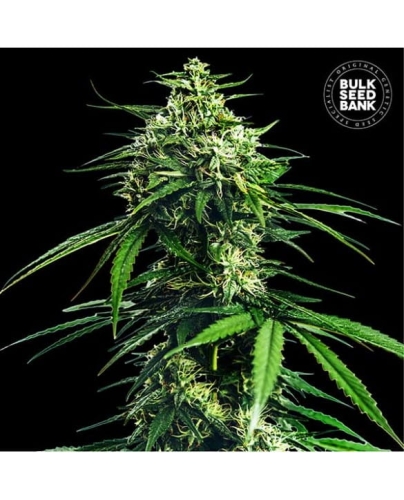 cbd-indica-king-bulk-seed-bank.jpg