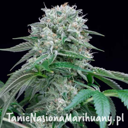 starfireog_1_800x_3.jpg