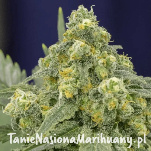 white-widow.jpg