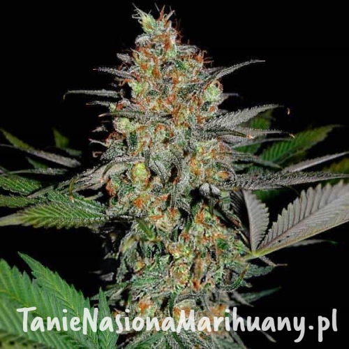 white-widow-x-ak47-fast-version-taniesianie.jpg