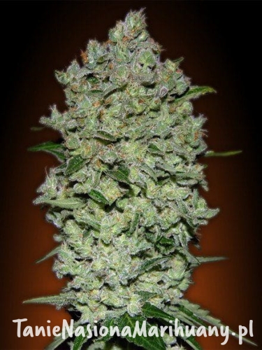 869b5fea95b1466dc48c5dffca995694