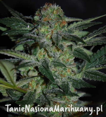 86cd106c78bedb19b9962ebe331d8e71