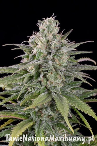 86fbec8ed325feb8dfb866c8caf2ec5a