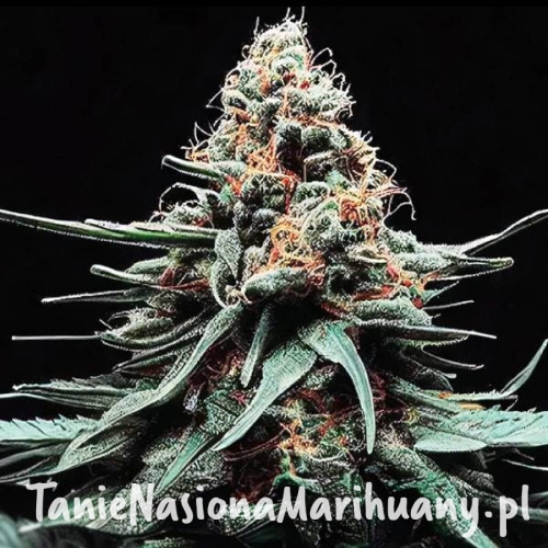 watermelon-zkittlez-auto-taniesianie.jpg