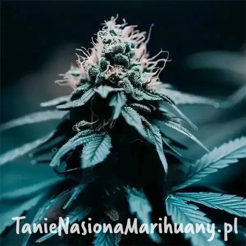 Strawberry-haze-f1-auto.jpg