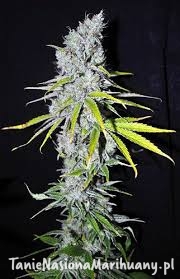 870acc375e65b4b1868a245e6673054c