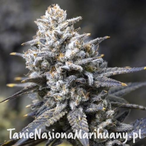 rs11-x-oreoz-taniesianie.jpg