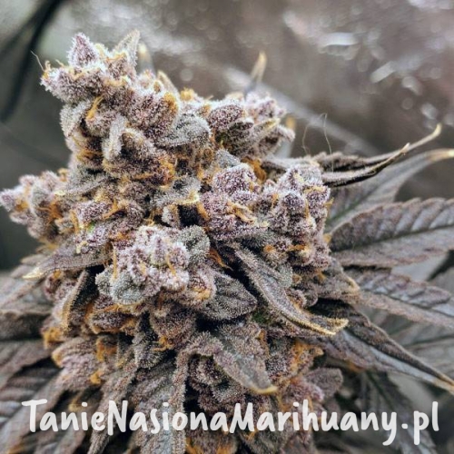 pineapple-fruz-taniesianie.jpg