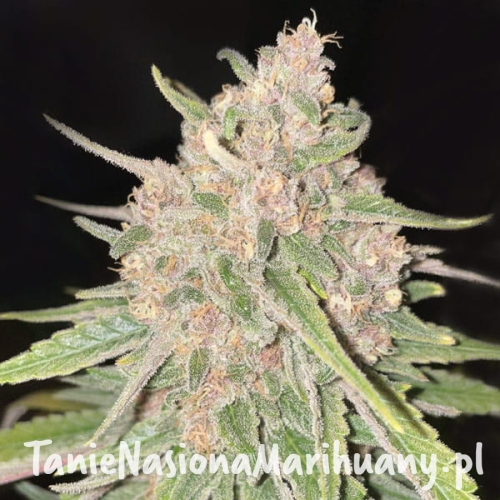 penaut-butter-breath-auto-taniesianie.jpg