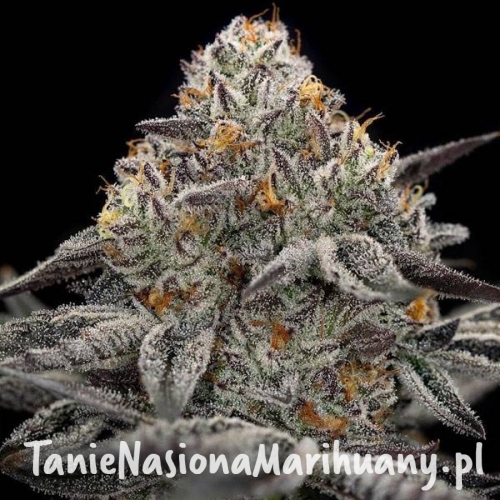 oreoz-taniesianie.jpg