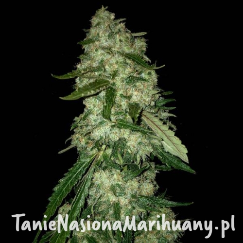 og-kush-f1.jpg
