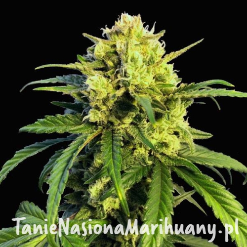 northern-lights-x-mazar-auto-taniesianie.jpg