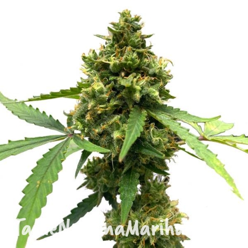 northern-lights-x-big-bud-auto-taniesianie.jpg