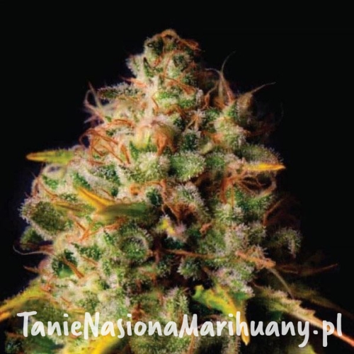 northern-lights-x-big-bud-taniesianie.jpg