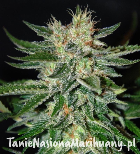 875557e97203aca27304a030920498c9