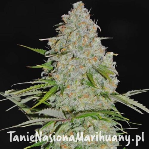 ak47-f1-taniesianie.jpg