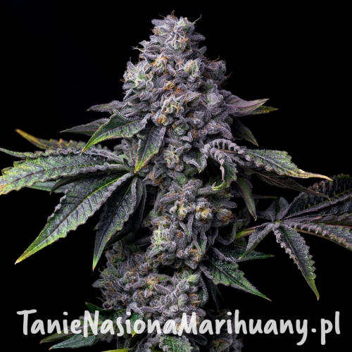 Gator-Breath-feminized-seeds-.jpg