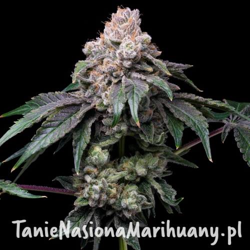 Godfather-OG-feminized-seeds-2.jpg