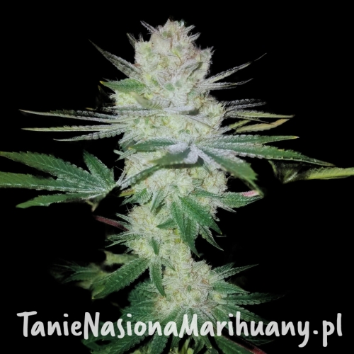gorilla-glue-4-weed-strain.jpg