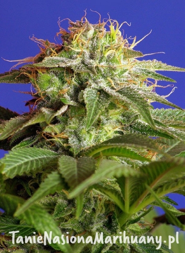 sweet-seeds-green-poison-f1-fast-version.jpg