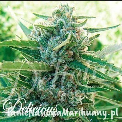 87a7fd09adb1a9d1f9ee494d8778cf37