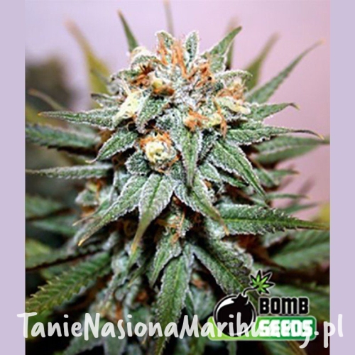 87e33ddf72155ef206176bbf706ce38e