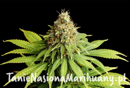 hellfire-og-nasiona.jpg