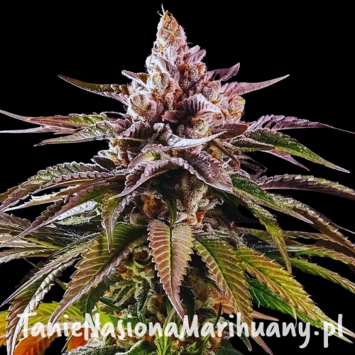 mintz-auto-wholesale-cannabis-seeds.jpg