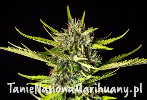 strawberry-haze-auto-nasiona.jpg