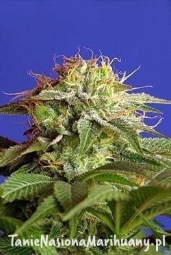 8835805a95d8b08f04be9b181bf3a2b6