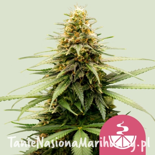 lemon-skunk.jpg